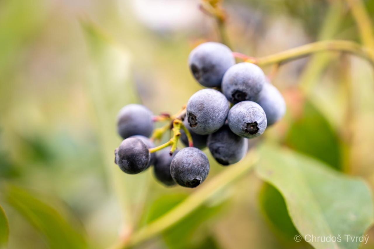 Blueberry Hills On Comleroy Farmstay - Self-Contained Cottages 쿠라종 외부 사진